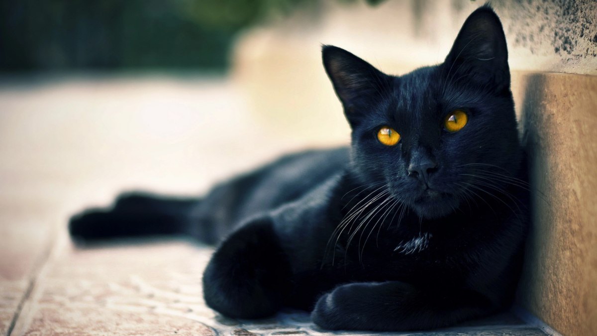 Gặp mèo đen